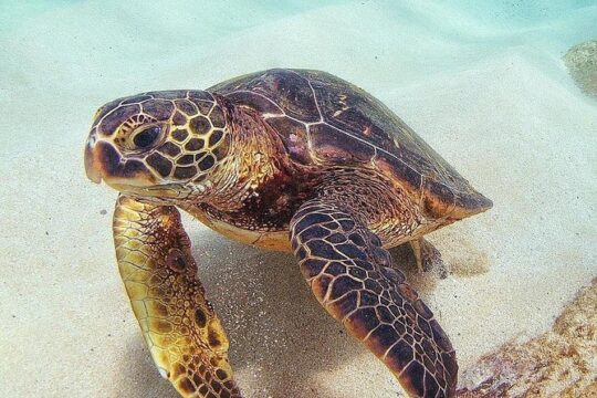 Small Group Grand Circle Island Tour Includes FREE Snorkeling with the Turtles