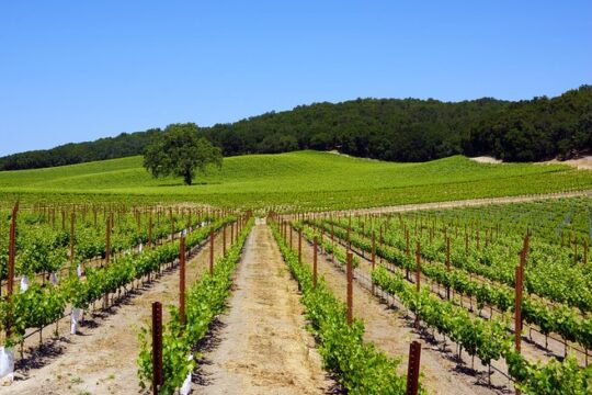 Paso Robles Wine Adventure with pickup from Cambria, CA