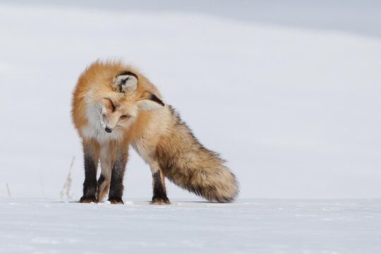 Half-Day Grand Teton Wildlife Private Safari Tour