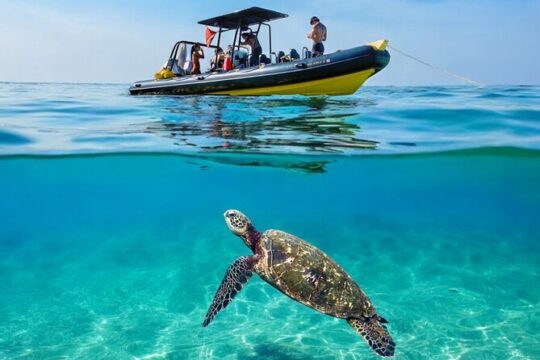 Snorkel & swim with turtles! Minutes from Waikiki