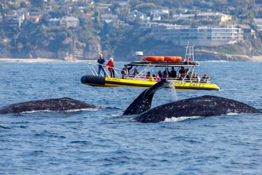 High Speed Zodiac Whale Watching Safari from Dana Point