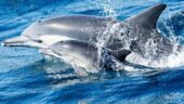 1K dolphins raced along the boat. Truly amazing