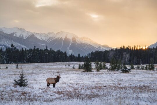 Private Rocky Mountain National Park from Denver and Boulder
