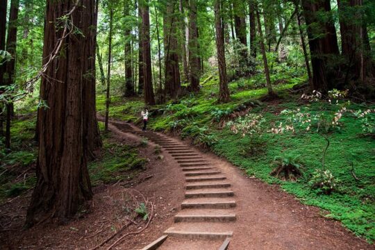 Muir Woods Expedition Tour of Coastal Redwoods