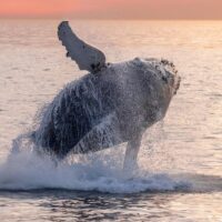 Dolphin & Whale Watching