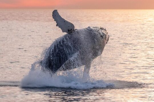 Dana Point Whale Watching and Dolphin Watching Eco-Safari