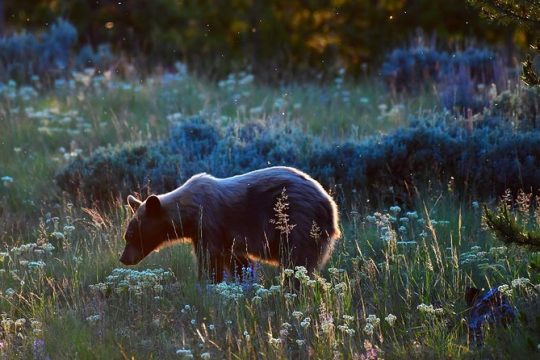 VIP Private Yellowstone Wildlife Safari with Guided Hikes and Lunch Included