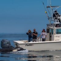 Dolphin & Whale Watching