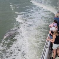 Dolphin & Whale Watching