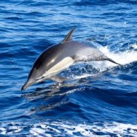 Cruises, Sailing & Water Tours