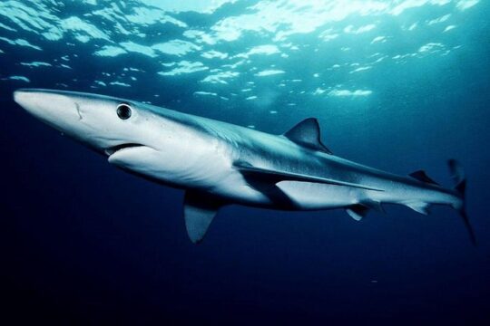 Oahu Shark Dive