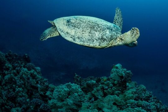 Certified Diver: 2-Tank Night Dive