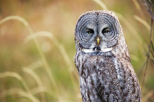 Half Day Private Sunset Wildlife Safari