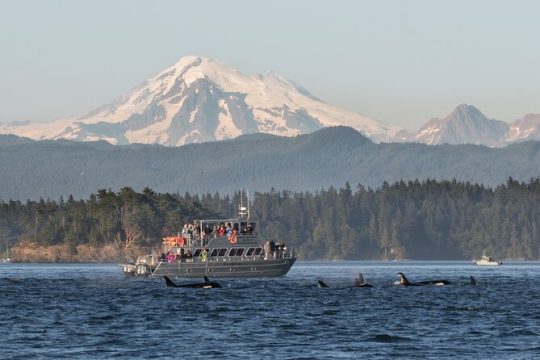 Orcas Island Whale Watching