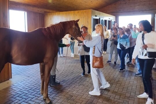 Half-Day Thoroughbred Horse Farm Tour in Kentucky