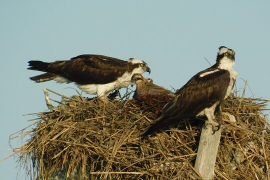 2-Hour Sunset Safari Eco Cruise from Cape May
