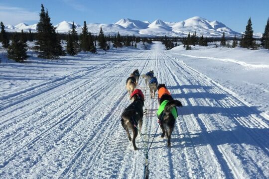 Intimate Visit of an Alaskan Off-Grid Homestead with Sled Dogs - Talkeetna