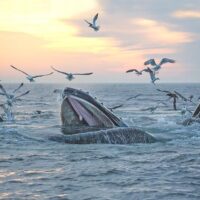 Dolphin & Whale Watching