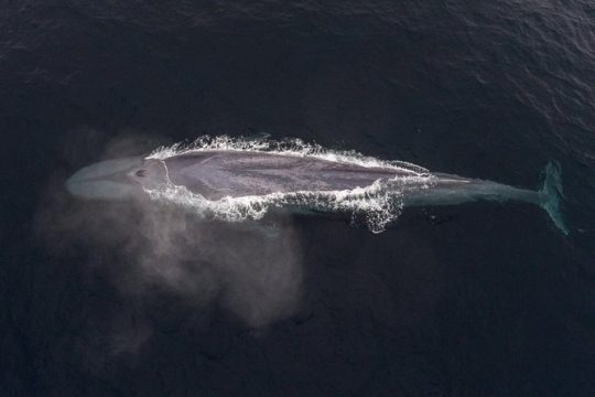 Half-Day Whale Watching Tour From Monterey