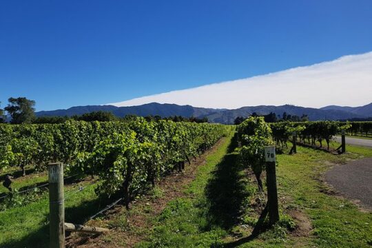 Taste the Valley Wine Tour in Marlborough with Wine Tasting