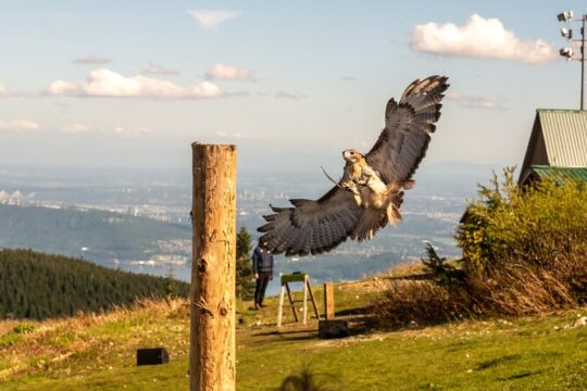 Grouse Mountain & Capilano Suspension Bridge Park