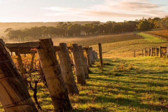 The All About Margaret River Tour: Wine, Coffee, Lunch and Forest