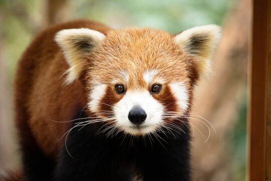 Currumbin Wildlife Sanctuary General Entry Ticket