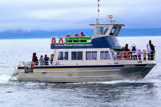 Whale-Watching Cruise with Expert Naturalists
