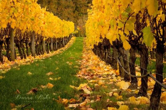 Blenheim Half day Wine Tour