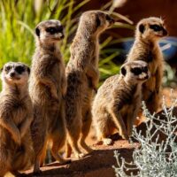 Sightseeing Tickets & Passes