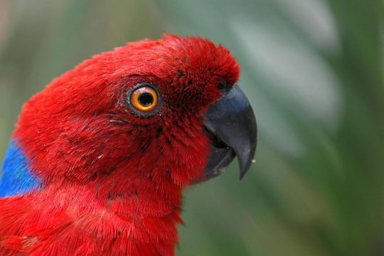Kula Eco Park Admission