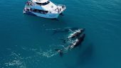 A great company to go with to see Humpback Whales in Hervey Bay