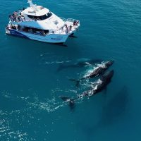 Cruises, Sailing & Water Tours