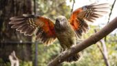 Kiwis and keas up close