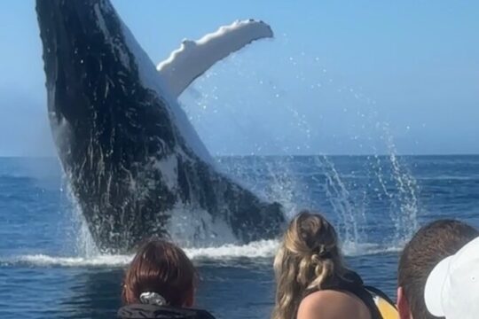 Noosa Whale Watching Tour