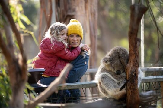 Phillip Island Penguin and Koala Highlights Day-Trip from Melbourne
