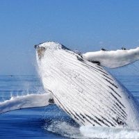 Cruises, Sailing & Water Tours