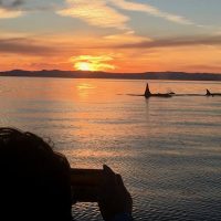 Shore Excursions