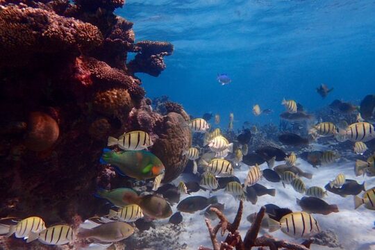 Lagoon Explorer - Ningaloo Reef Full-Day Kayaking and Snorkeling Adventure