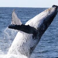 Dolphin & Whale Watching