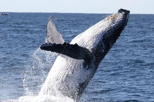 Whale Watching Tour with Spirit of Gold Coast