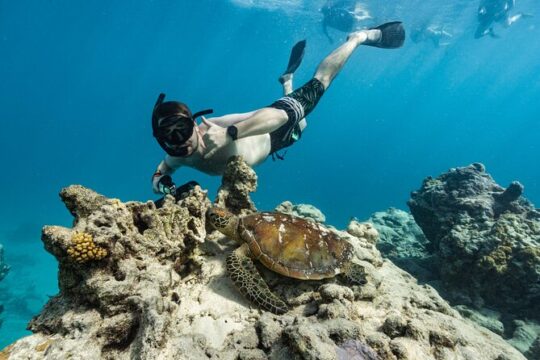 Turtle Sea Scooter Safari