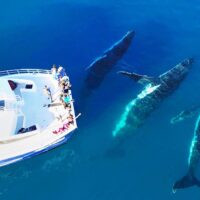 Cruises, Sailing & Water Tours