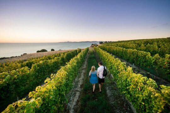 Full Day Winemakers Tour in Marlborough