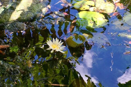 2 Cenotes, bikes & lunch