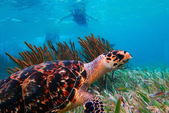 Coral Reef Snorkeling with Lunch and Roundtrip Transportation in Puerto Morelos