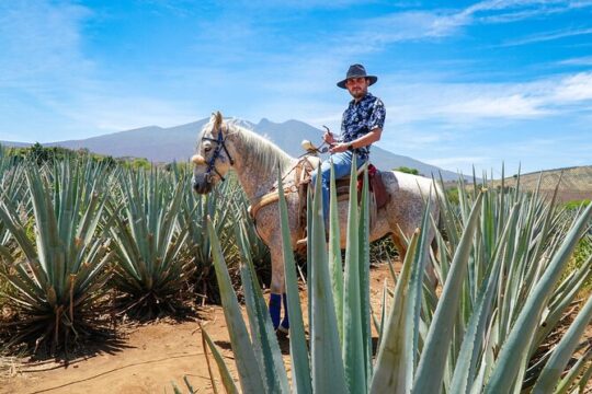 Tequila distillery experience, Jose Cuervo & Tequila Magic Town