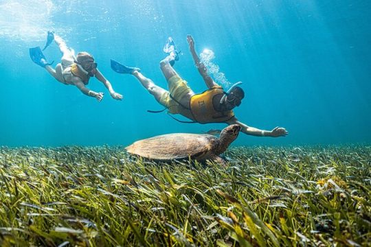 5-in-1 Cancun Snorkeling Tour:Swim with turtles, reef, Musa,shipwreck and cenote