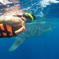 Shore Excursions