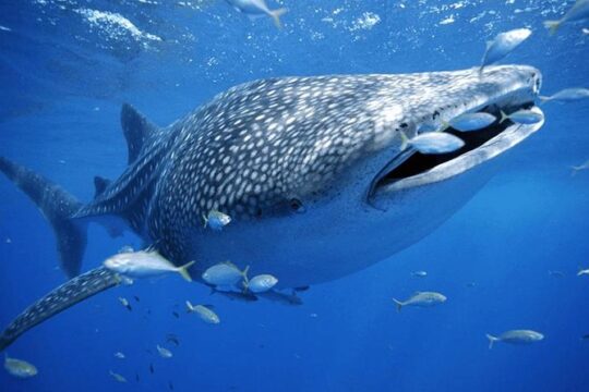 Small-Group Eco Friendly: Whale Sharks tour in Cancun & Riviera Maya